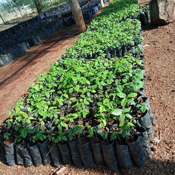 Markhamia-Lutea-in-the-nursery1