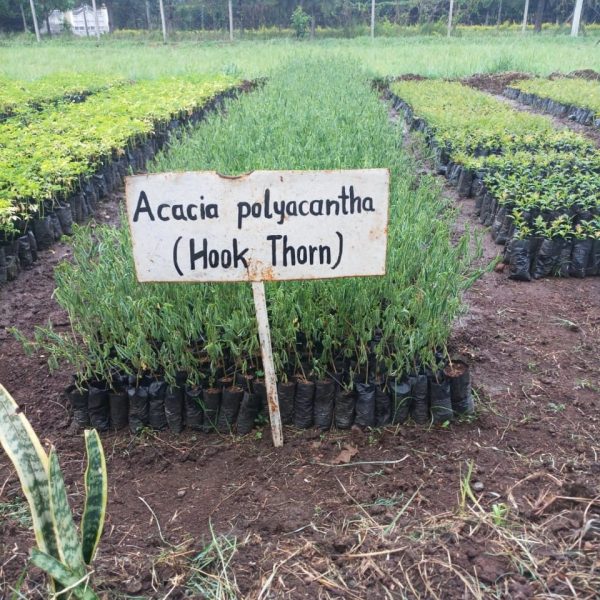 VF-Hardening-Area-Acacia1